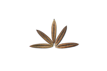 Close up of Kariyat or The Creat seeds on white background.