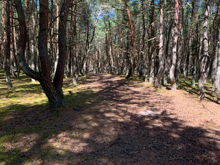 Unusual tree trunks in the forest