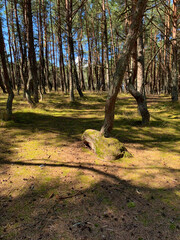 Obraz premium Unusual tree trunks in the forest