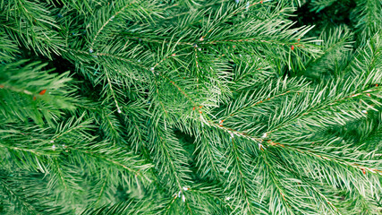 Naklejka na ściany i meble The natural texture of spruce. Green texture of spruce tree. Branches of spruce close-up.