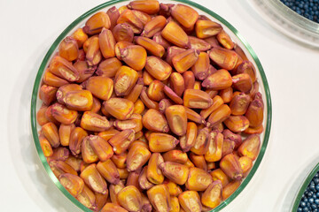 Corn seeds in petri dishes with a red pesticideclose-up. Plant protection concept. Corn in Petri dishes in the laboratory on the test.
