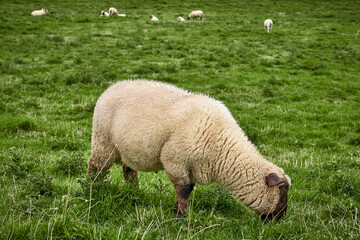 Fototapeta premium Freiburg on the Elbe, cute little lambs with sheep on a fresh green meadow