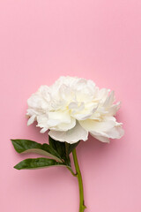Closeup of beautiful white peony flower in vase on pink background with copy space, holiday and birthday concept