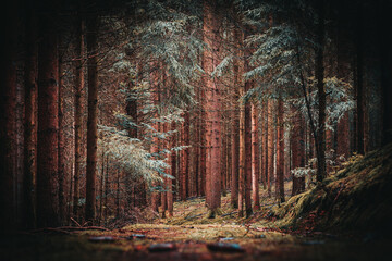Der Wald im Spätsommer