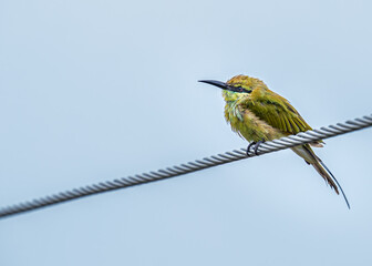 Green Bee Eater on a rainy day