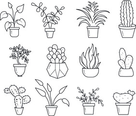 Decorative flowers. Indoor flowers, cactus, succulents