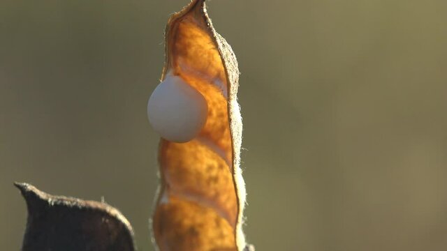 Beangrass seeds - her pod is visible in the morning sun