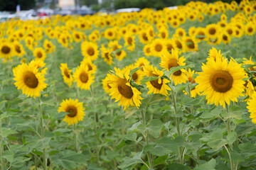 Obraz premium ひまわり畑に訪れて