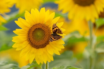 ひまわりに誘われた蝶