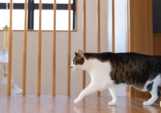 家の中を歩く猫　キジトラ白
