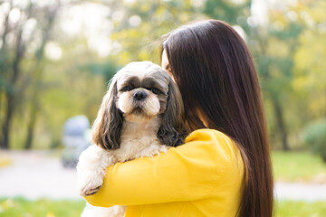 A brunette woman holds in her arms hugs and kisses a shih tzu dog in an autumn park. The concept of...