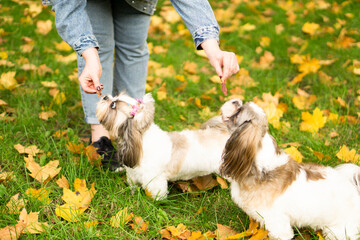 Woman hand hold snack for dog and feed 2 Shit zu dogs in the autumn park. Training and food for dogs concept. grass background with copy space.