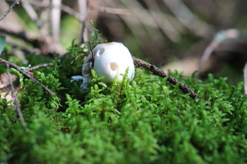 Close-up shot of a mushroom in the forest