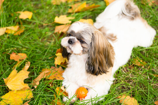 Cute Shit zu dog holding ball in the autumn park. Training dog concept on grass background with copy space.