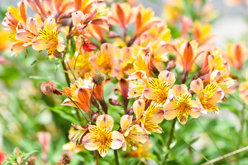 Flowers alstroemeria blooming in summer in garden.