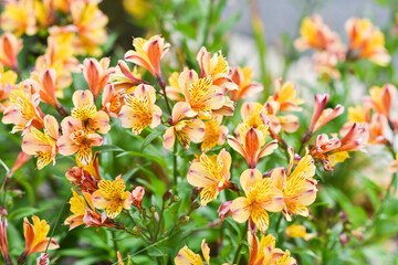 Flowers alstroemeria blooming in summer in garden.