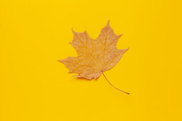 Dry maple leaves on a yellow background. Autumn pattern background. Top View. Flat lay