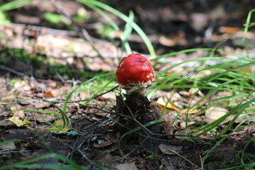 Close-up shot of a mushroom in the forest