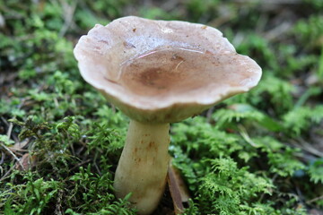 Close-up shot of a mushroom in the forest