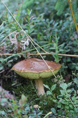 Close-up shot of a mushroom in the forest