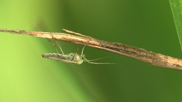 Mosquito (gnat) on leaf. Mosquitoes are of family Culicidae, View Insect macro in wildlife