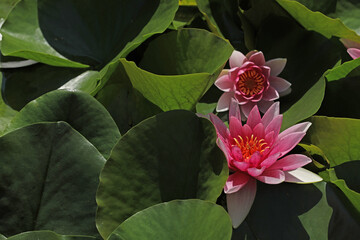 Purple blooming water lily in the water