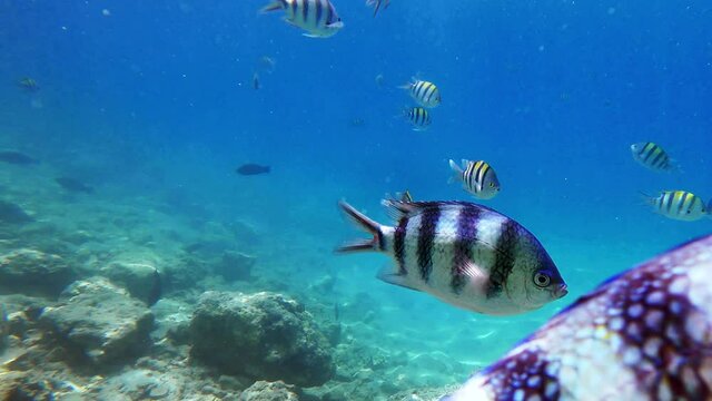 Underwater view school reef fish sergeant major, floating on tropical sea wildlife. Exotic striped damselfishes swimming in warm ocean water