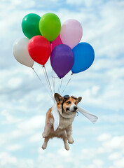 cute corgi dog in a pilot costume flies balloons high in the blue sky