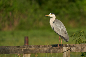 Grey Heron (Ardea cinerea) perched on the wooden railings of a bridge over a stream in Wiltshire, England, United Kingdom