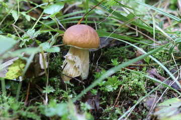 Close-up shot of a mushroom in the forest