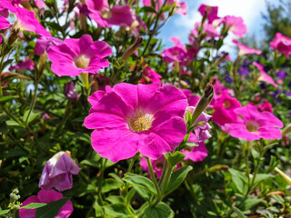 pink flowers in the garden (pink petunia)