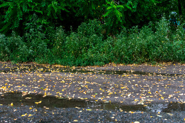 Small yellow autumn leaves cover the wet asphalt and puddles after rain. Leaves are wet and bright on the ground after an autumn rain.