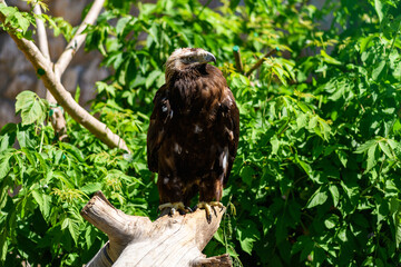 Bird golden eagle sits on a branch in the wild, close-up. Aquila chrysaetos