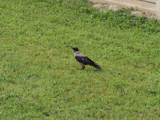crow (Corvus) bird animal