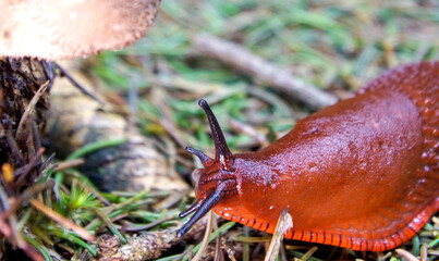 Spanische Wegschnecke