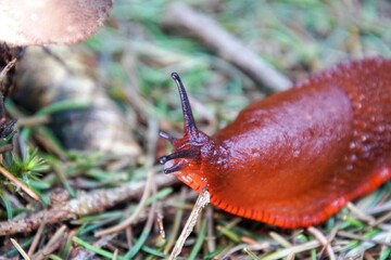 Spanische Wegschnecke