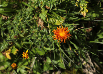 Hawkweed on a meadow in the mountains