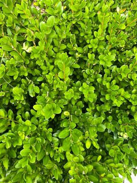 Closeup Of Boxwood Hedge