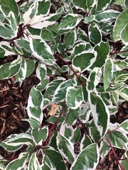 Close up of variegated Dogwood branch.