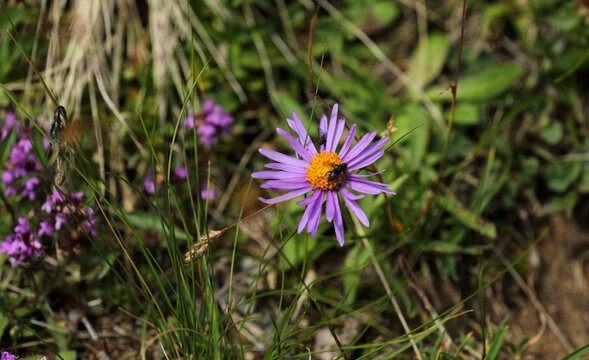 Purple blooming aster in the mountains