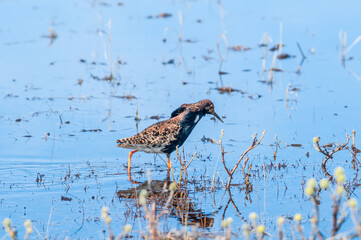 Ruff (Philomachus pugnax) in Barents Sea coastal area, Russia