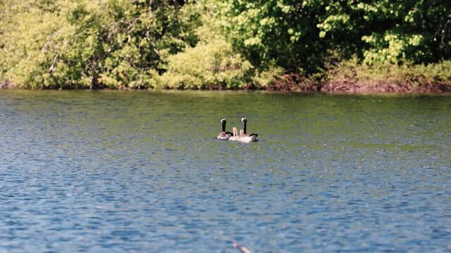 a pair of adult canadian geese swimming with their babies
