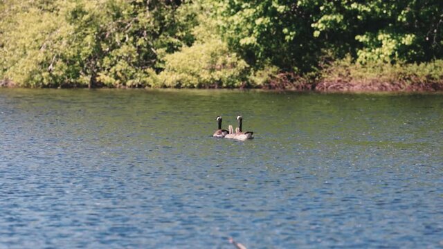 a pair of adult canadian geese swimming with their babies