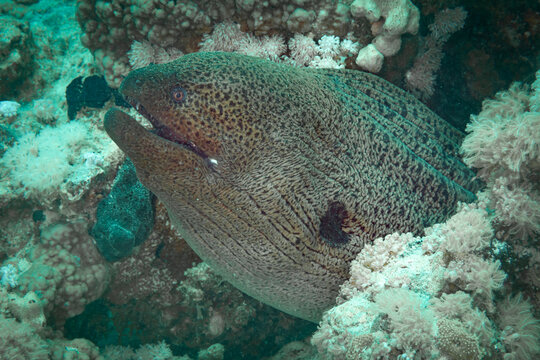 Fish of the Red Sea, Giant moray