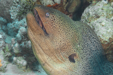 Fish of the Red Sea, Giant moray