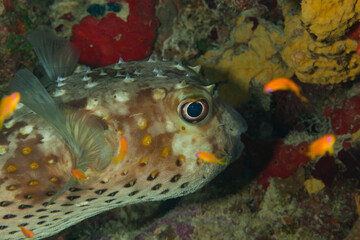 Fish of teh Red Sea. Spotbase burrfish © Александр Кузнецов