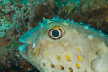 Fish of teh Red Sea. Spotbase burrfish