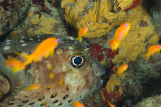 Fish of teh Red Sea. Spotbase burrfish
