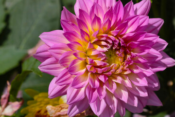Obraz premium Close-up of a flowering dahlia in the park.