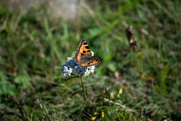 Closeup of colorful butterfly on wild flower in a meadow